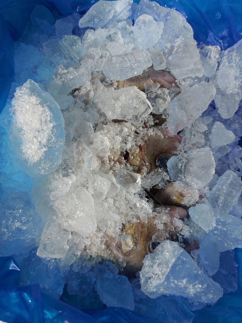 목포제주수산님의 장터 판매 상품 [딱돔/군평선이/새서방고기 2kg 9-13마리] 첨부 사진