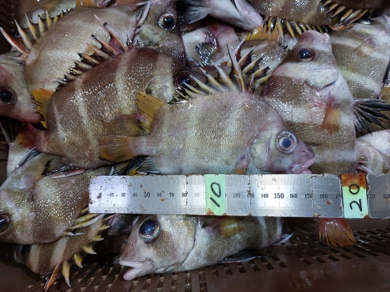 목포제주수산님의 장터 판매 상품 [딱돔/군평선이/새서방고기 2kg 9-13마리] 첨부 사진