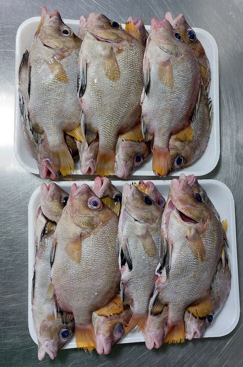 목포제주수산님의 장터 판매 상품 [딱돔/군평선이/새서방고기 2kg 9-13마리] 첨부 사진