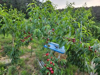 장흥식님의 복숭아 · 자유게시판 작성글 사진