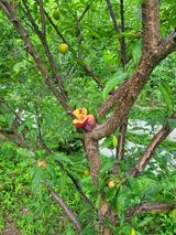 팜모닝 자두·병해충상담 게시글 이미지