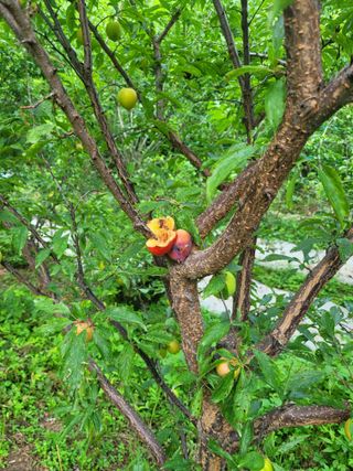 진해풍호동텃밭님의 자두 · 병해충상담 작성글 사진