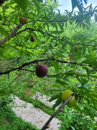 진해풍호동텃밭님의 자두 · 병해충상담 작성글 사진