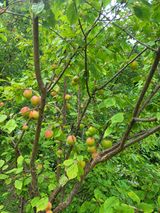 팜모닝 자유주제·자유게시판 게시글 이미지