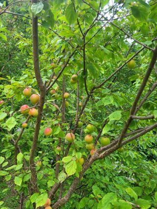 진해풍호동텃밭님의 자유주제 · 자유게시판 작성글 사진