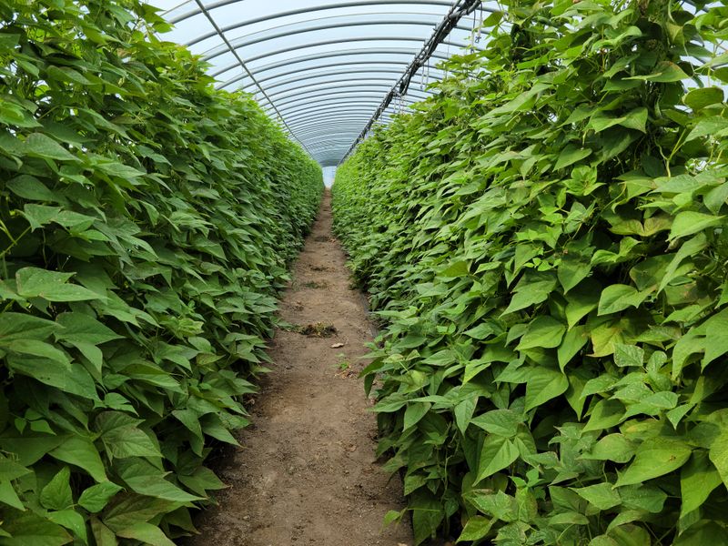 장터 상품 [호랑이강낭콩2kg] 썸네일