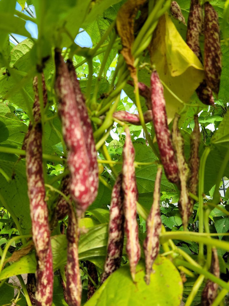 한태욱님의 장터 판매 상품 [호랑이강낭콩2kg] 첨부 사진