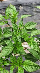 팜모닝 고추·병해충상담 게시글 이미지