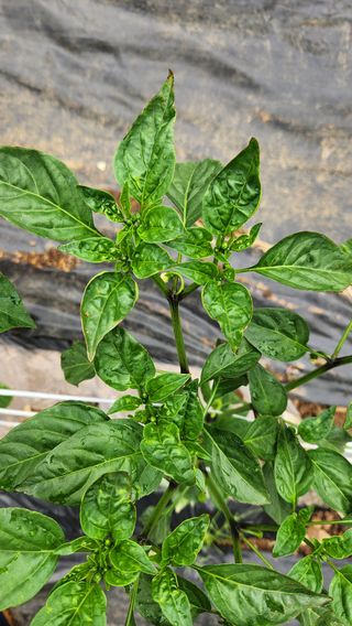 변관수님의 고추 · 병해충상담 작성글 사진