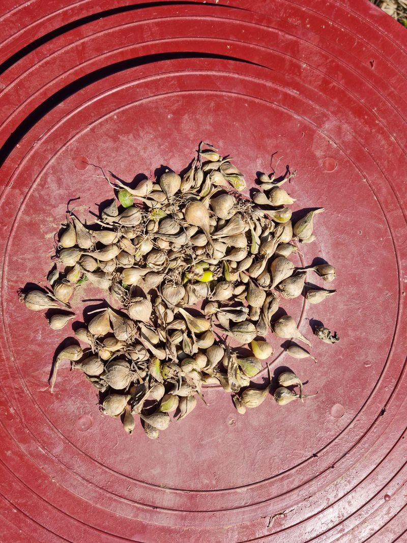 장터 상품 [달래파 종구 100개 단위 판매] 썸네일