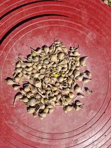 팜모닝 · 게시글 이미지