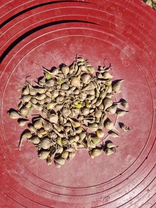 배짱이농업님의 작성글 사진