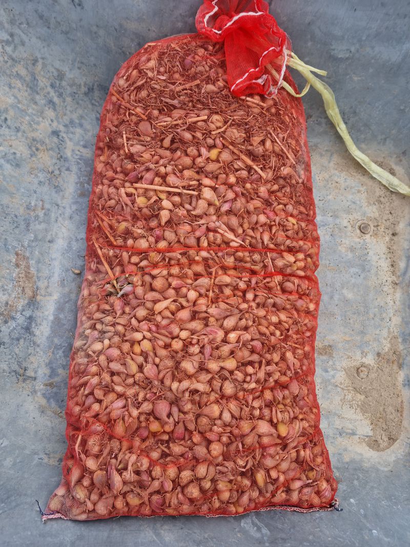 나물로61님의 장터 판매 상품 [달래파 종구 100개 단위 판매] 첨부 사진