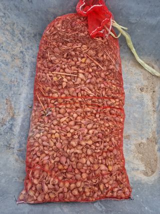 배짱이농업님의 작성글 사진