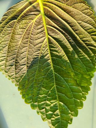 고갑윤님의 들깨 · 병해충상담 작성글 사진