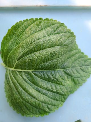 고갑윤님의 들깨 · 병해충상담 작성글 사진