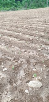 팜모닝 들깨·자유게시판 게시글 이미지