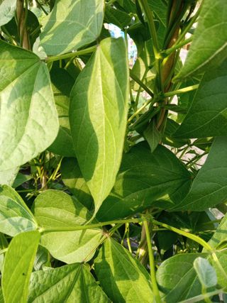 농사왕초보농부님의 콩 · 자유게시판 작성글 사진