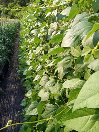 농사왕초보농부님의 콩 · 자유게시판 작성글 사진