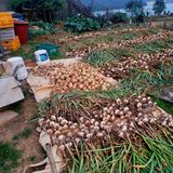 팜모닝 농부님! 어떤 농약 쓰세요?·참여 게시글 이미지