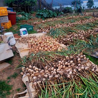 ,kim님의 농부님! 어떤 농약 쓰세요? · 참여 작성글 사진