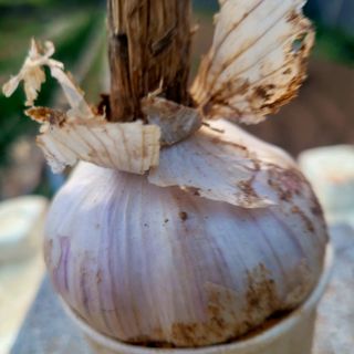 ,kim님의 농부님! 어떤 농약 쓰세요? · 참여 작성글 사진