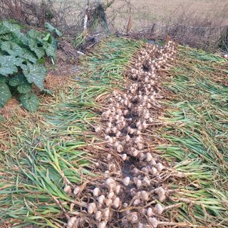 ,kim님의 농부님! 어떤 농약 쓰세요? · 참여 작성글 사진
