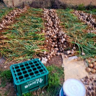 ,kim님의 농부님! 어떤 농약 쓰세요? · 참여 작성글 사진