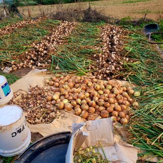 ,kim님의 농부님! 어떤 농약 쓰세요? · 참여 작성글 사진