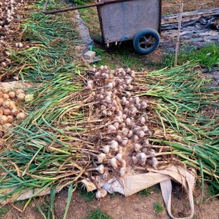 ,kim님의 농부님! 어떤 농약 쓰세요? · 참여 작성글 사진