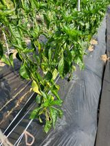 팜모닝 고추·일상 게시글 이미지