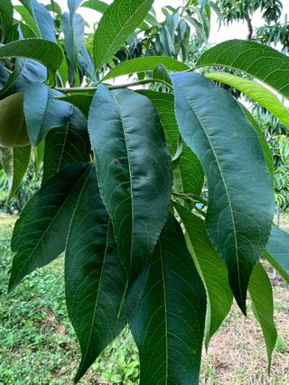 옥천 복숭아님의 복숭아 · 병해충상담 작성글 사진