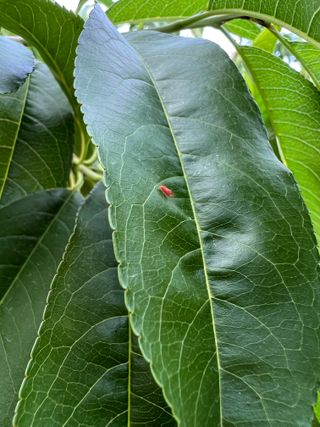 옥천 복숭아님의 복숭아 · 병해충상담 작성글 사진