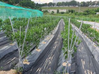 인생을사노라면님의 고추 · 비료•농약 작성글 사진