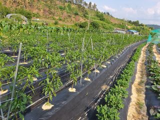 인생을사노라면님의 고추 · 비료•농약 작성글 사진