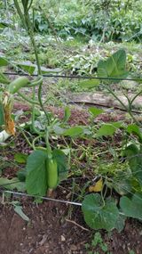 팜모닝 기타작물·자유게시판 게시글 이미지