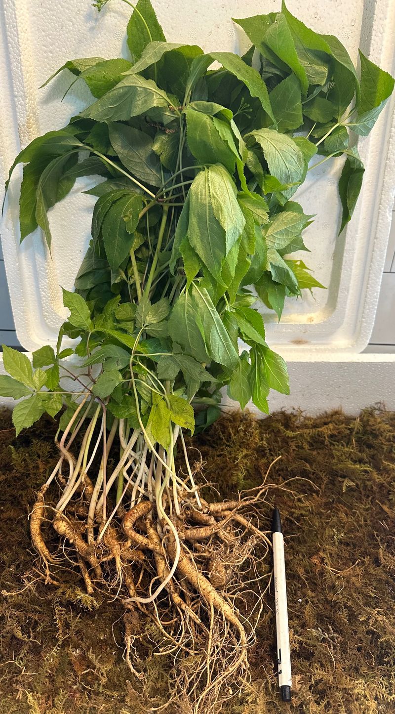 장터 상품 [씨종 7-8년근 파삼 150g(대략 30-33뿌리)판매합니드] 썸네일