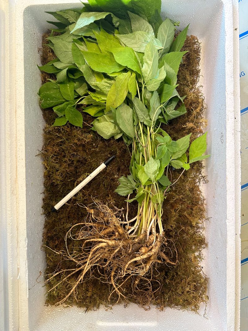 진상빈님의 장터 판매 상품 [씨종 7-8년근 파삼 150g(대략 30-33뿌리)판매합니드] 첨부 사진