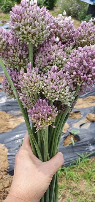 최금순(햇살농장)님의 자유주제 · 자유게시판 작성글 사진