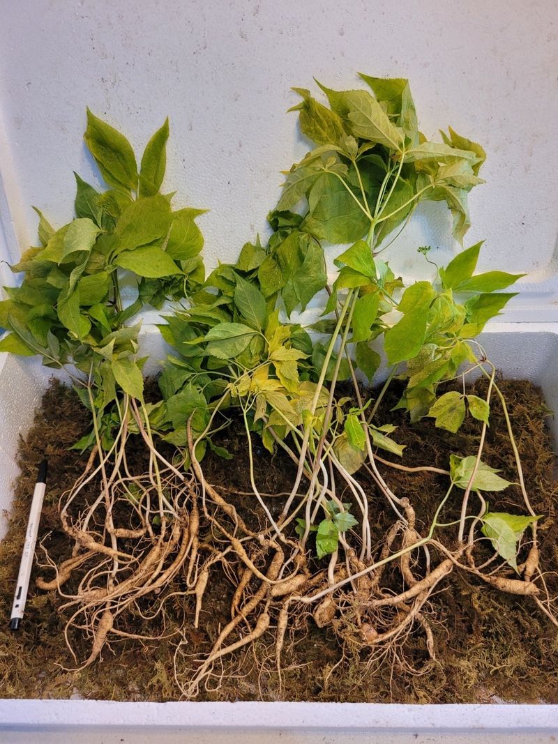 장터 상품 [8~10년근 혼합파삼(잎장노란)100g (30~35뿌리) ] 썸네일