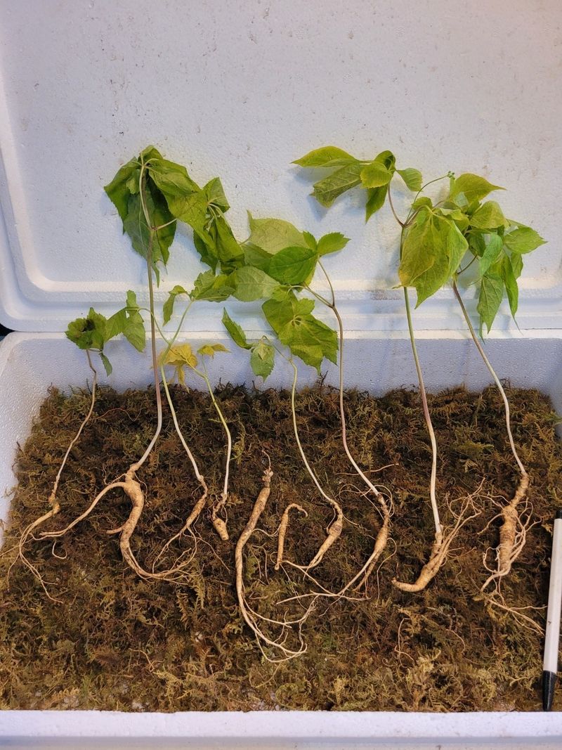 진상빈님의 장터 판매 상품 [8~10년근 혼합파삼(잎장노란)100g (30~35뿌리) ] 첨부 사진