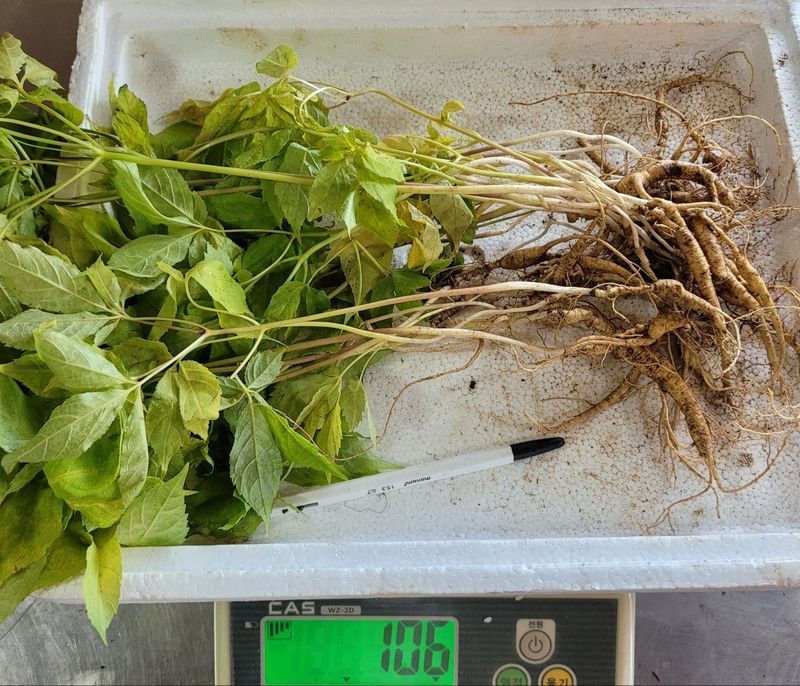 진상빈님의 장터 판매 상품 [8~10년근 혼합파삼(잎장노란)100g (30~35뿌리) ] 첨부 사진