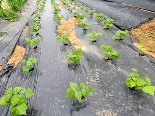 김영준님의 기타작물 · 자유게시판 작성글 사진