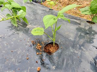 김영준님의 기타작물 · 자유게시판 작성글 사진