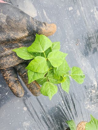 김영준님의 기타작물 · 자유게시판 작성글 사진
