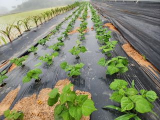김영준님의 기타작물 · 자유게시판 작성글 사진