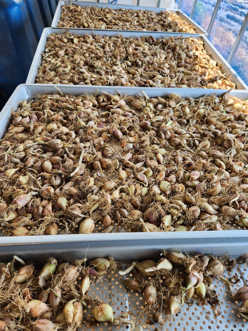 장터 상품 [쪽파 1kg 3000원] 썸네일