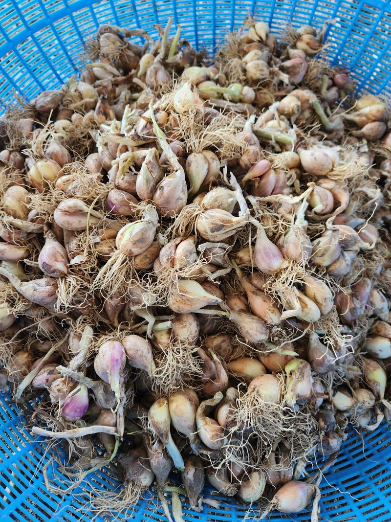 노아님의 장터 판매 상품 [쪽파 1kg 3000원] 첨부 사진