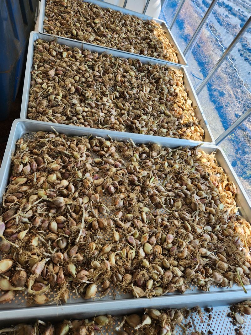 노아님의 장터 판매 상품 [쪽파 1kg 3000원] 첨부 사진