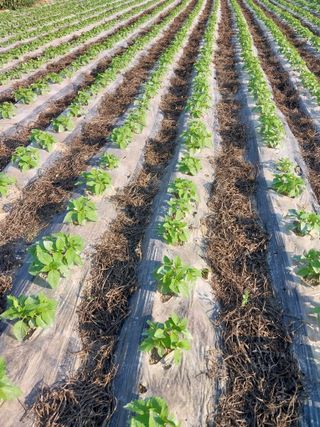 5월출석왕이레요님의 자유주제 · 자유게시판 작성글 사진